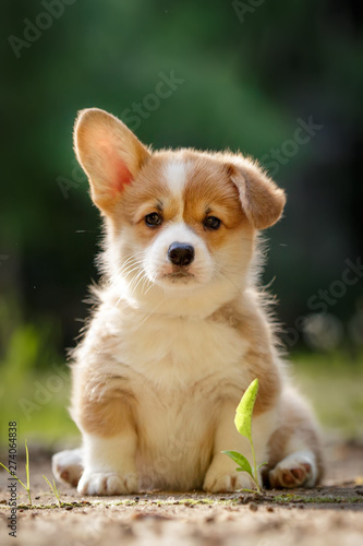 cute puppy Pembroke Welsh Corgi with one ear standing up outdoor in summer park 