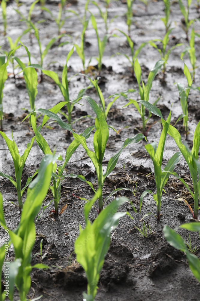 flooded crop fields are the results of a very rainy spring flooded crop fields are the results of a very rainy spring