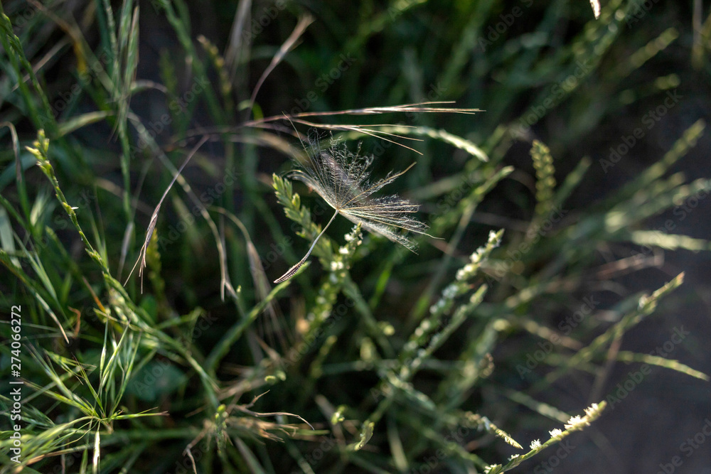 dandelion seed