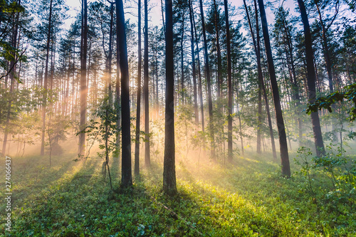 Forest landscape with thick fog and light rays