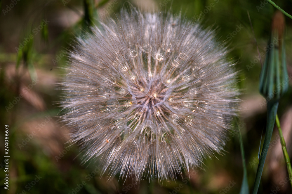 fluffy dandelion