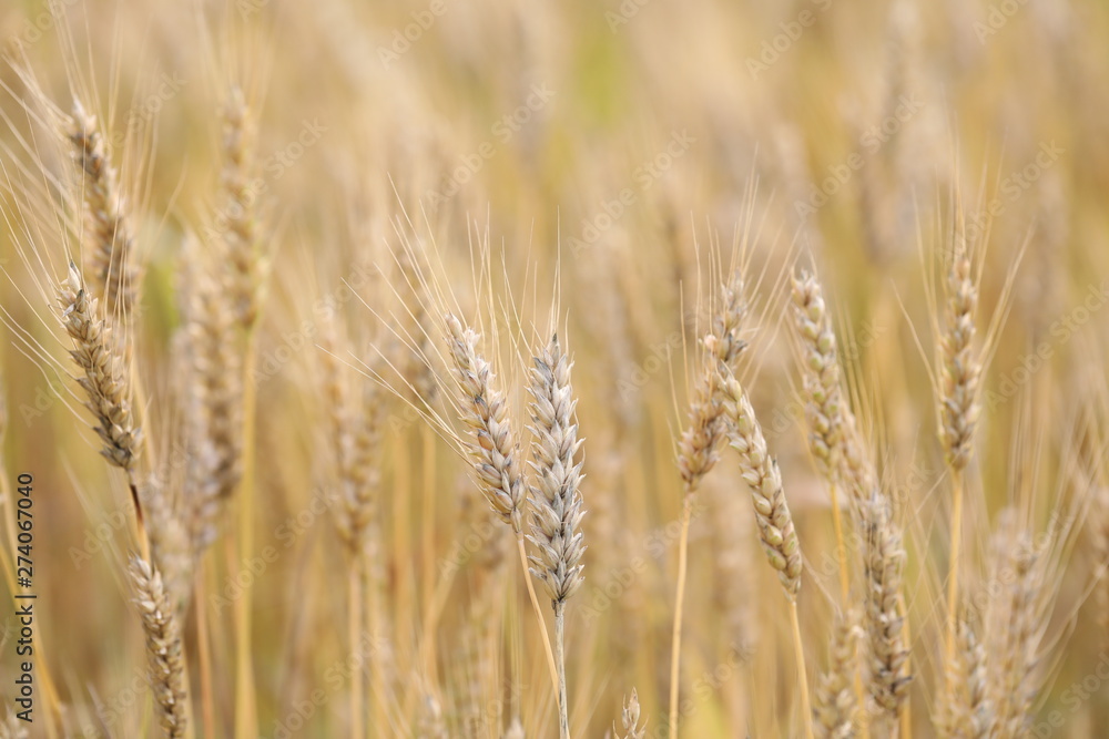 wheat field simple beauty