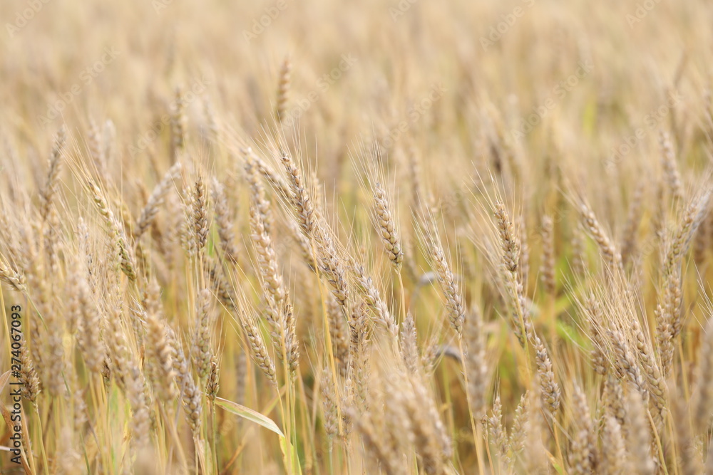 wheat field simple beauty wheat field simple beauty