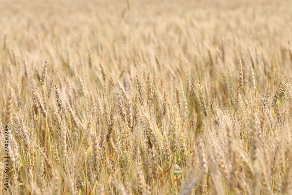 wheat field simple beauty wheat field simple beauty