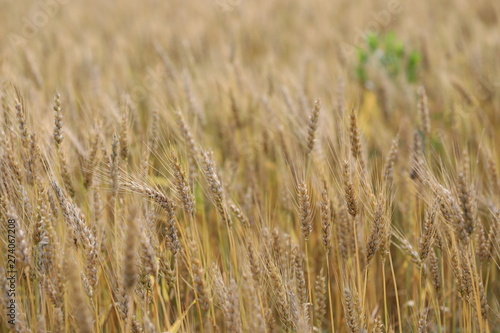 wheat field simple beauty