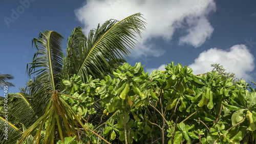 palm trees against blue sky