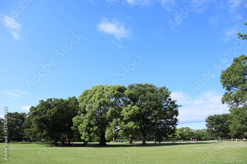 夏の青空と青々と茂る大きな木々