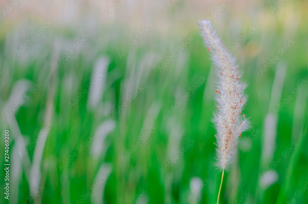 Beautiful white color Pennisetum polystachion or Mission Grass or Feather Pennisetum flower flow by the wind in the morning with blurred background..