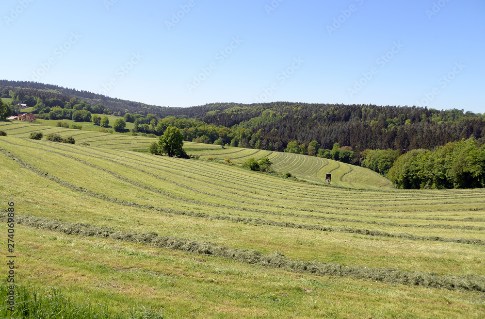Fototapeta premium Gemähte Wiese