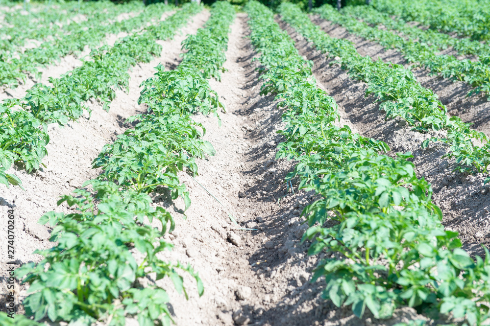 Potato field with green shoots of potatoes Potato field with green shoots of potatoes