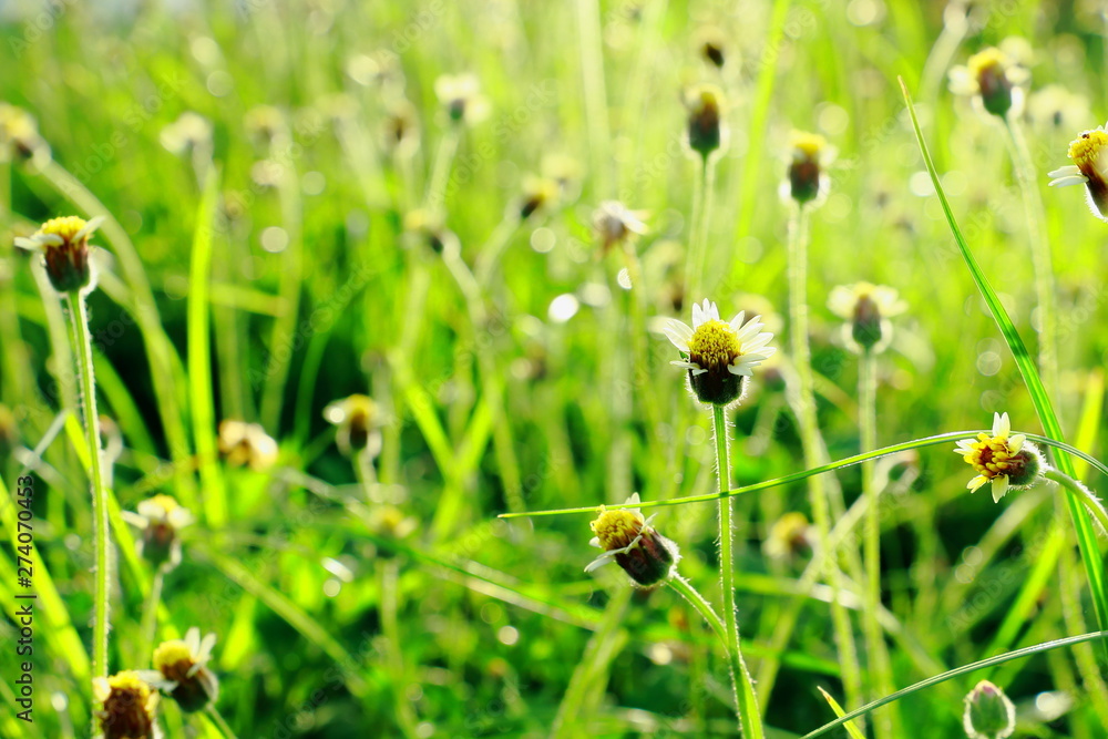 Little Flowers meadow morning sunlight Little Flowers meadow morning sunlight