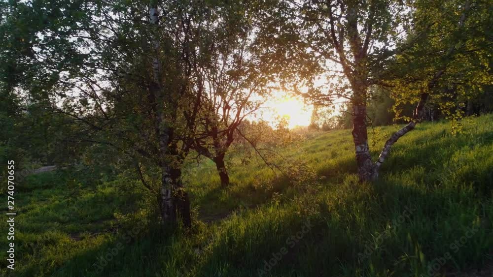 Trees in the Park in the evening. Sunlight through the treetops, Trees in the Park in the evening. Sunlight through the treetops,