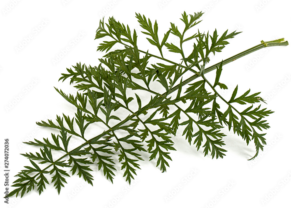 Green leafs of carrot, isolated on white background Green leafs of carrot, isolated on white background