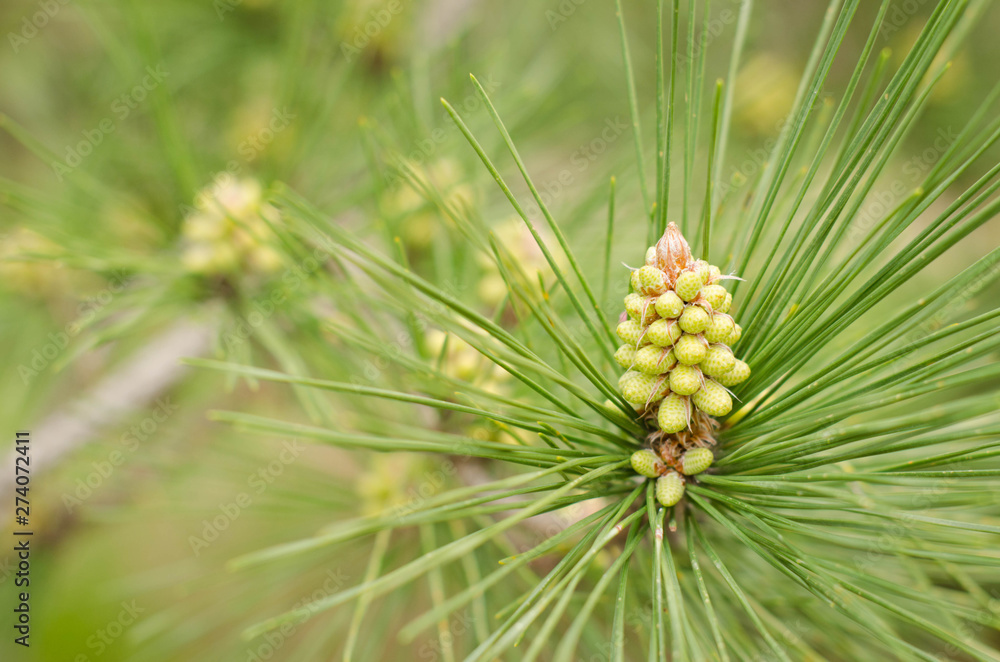 Green needles on a pine branch. Fresh bump on a pine branch. Natural fir background Green needles on a pine branch. Fresh bump on a pine branch. Natural fir background