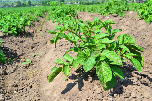 Agriculture of potato field. Smart agriculture. Agricultural landscape. Natural potato. Summer nature in Belarus. Great for agriculture publication.