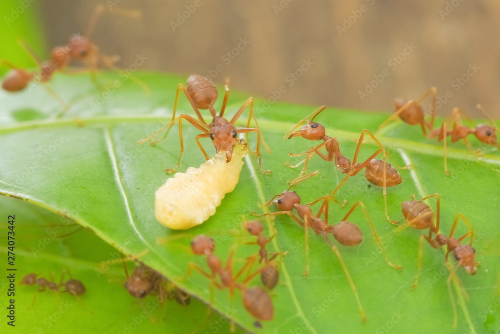 a group of Weaver Ant or Green Tree Ant hunting a Mud dauber larvaer to the nest. a group of Weaver Ant or Green Tree Ant hunting a Mud dauber larvaer to the nest.