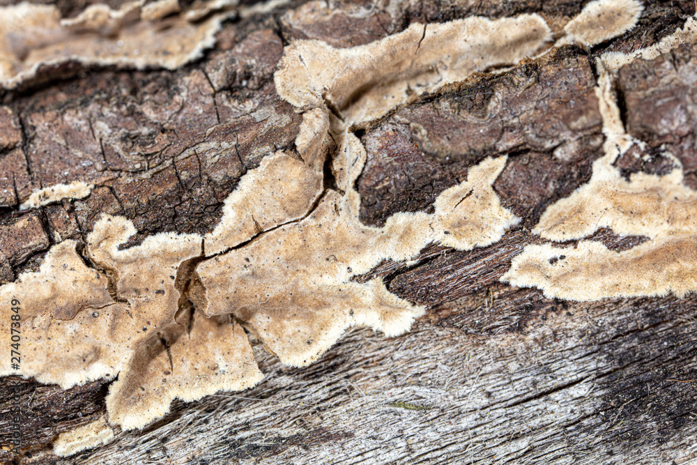Fototapeta premium Mold in mushrooms on a wooden background