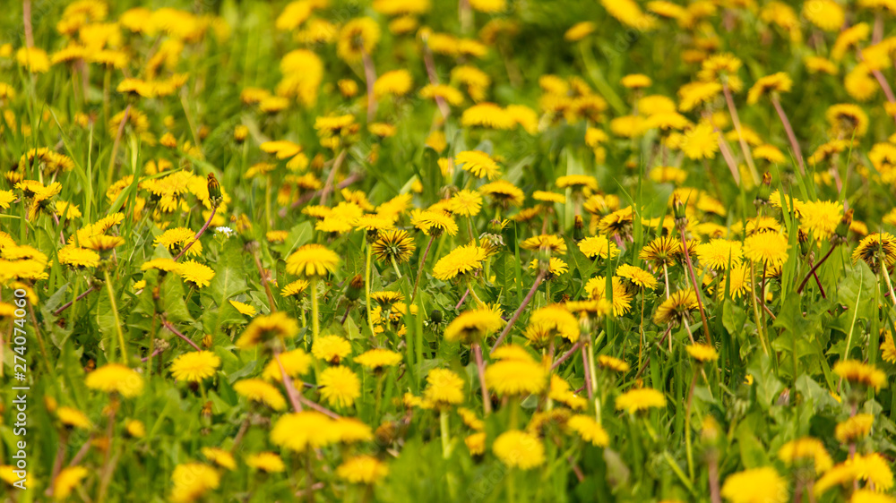 Obraz premium Yellow dandelion flowers on green grass as background