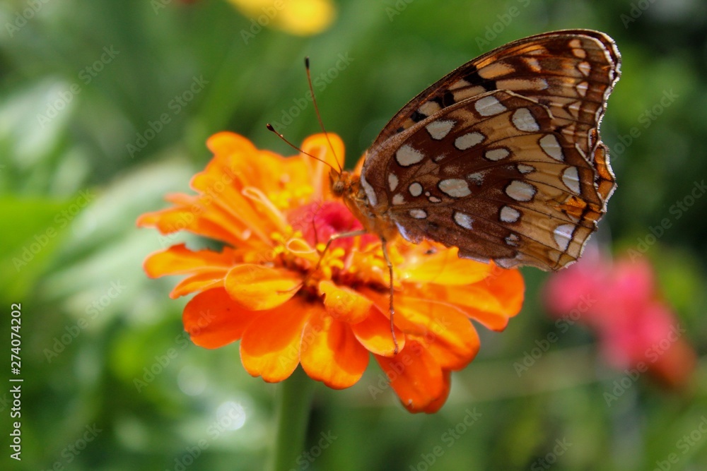 Obraz premium Great Spangled Fritillary (Speyeria cybele) perched on zinnia
