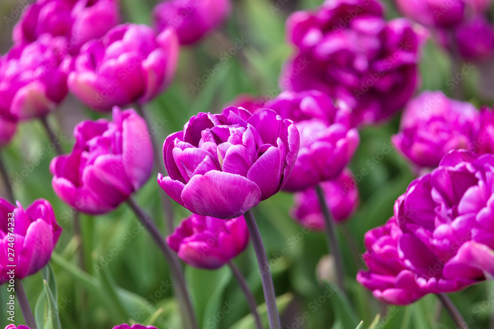 Decorative roses grow in the soil in nature Decorative roses grow in the soil in nature