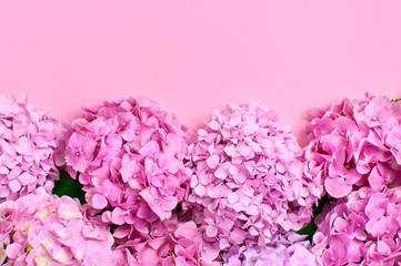 Beautiful flowers of pink hydrangea with green leaves on pink background top view flat lay copy space. Flower card. Holiday, congratulations, happy mothers day. International Women's day.