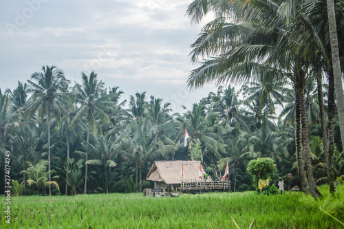 Typical Balinese landscape with traditional straw bale house, coconut palm tree forest, rice fields and Balinese flags