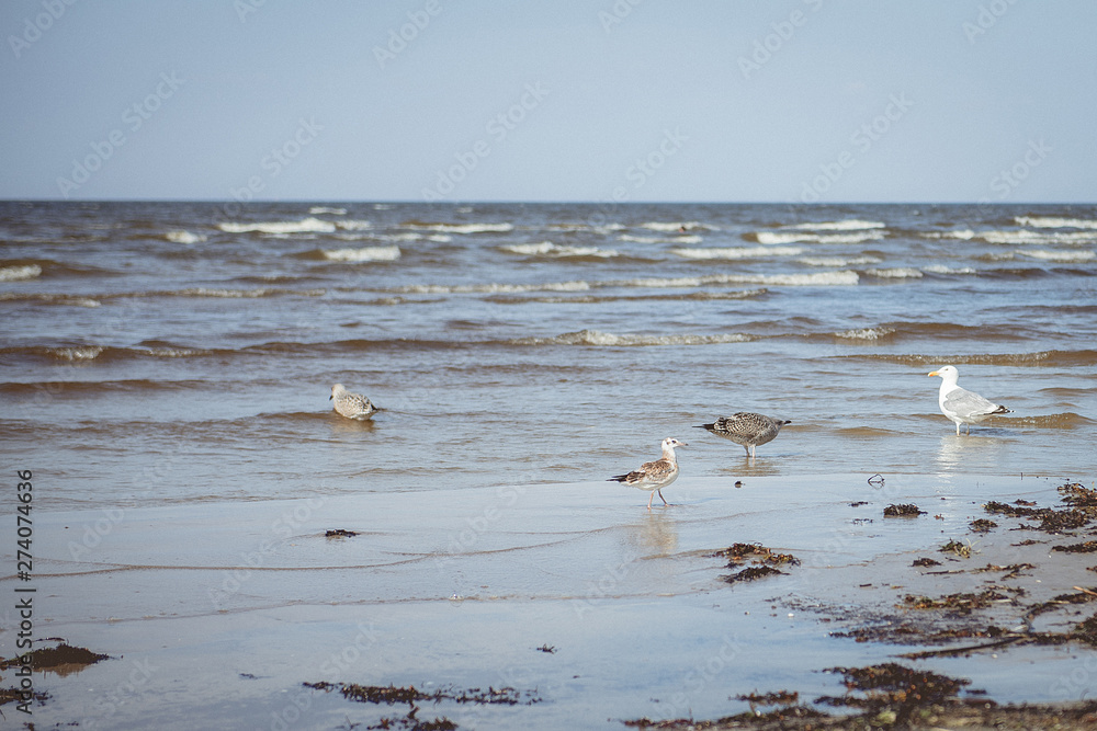 seagulls on the sea coast