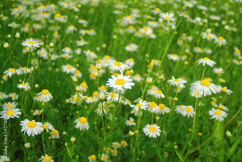 daisies in the garden in the evening in summer, Russia