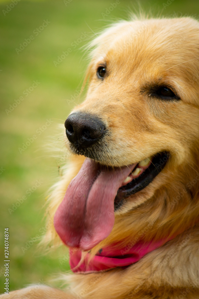 golden retriever