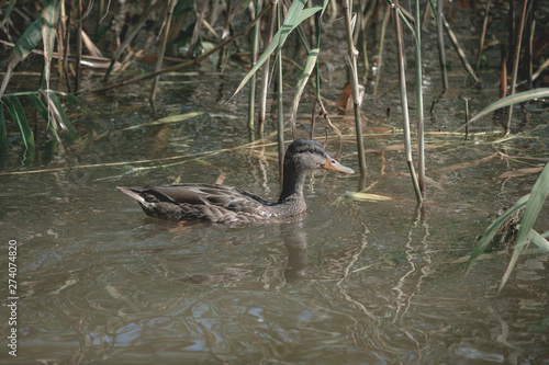 duck swims in the lake © stoyakina