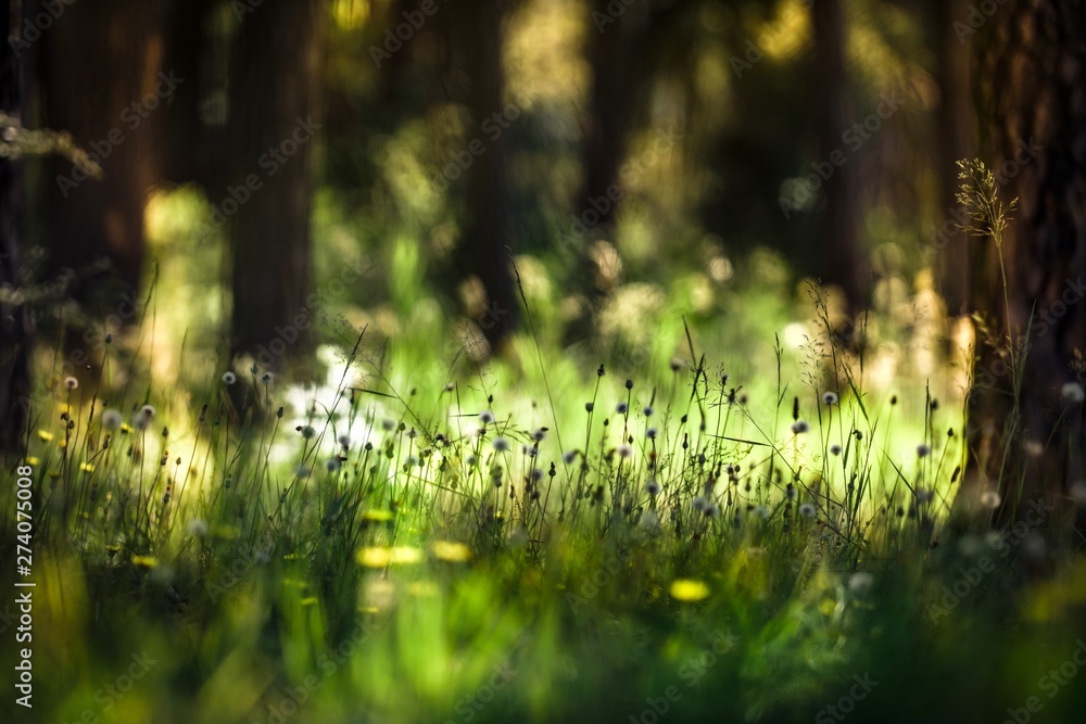 Fototapeta premium grass growing between pine trees