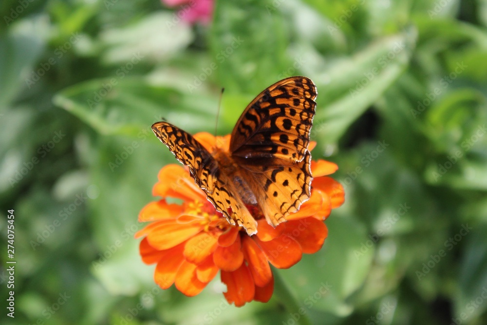 Great Spangled Fritillary (Speyeria cybele) perched on zinnia Great Spangled Fritillary (Speyeria cybele) perched on zinnia