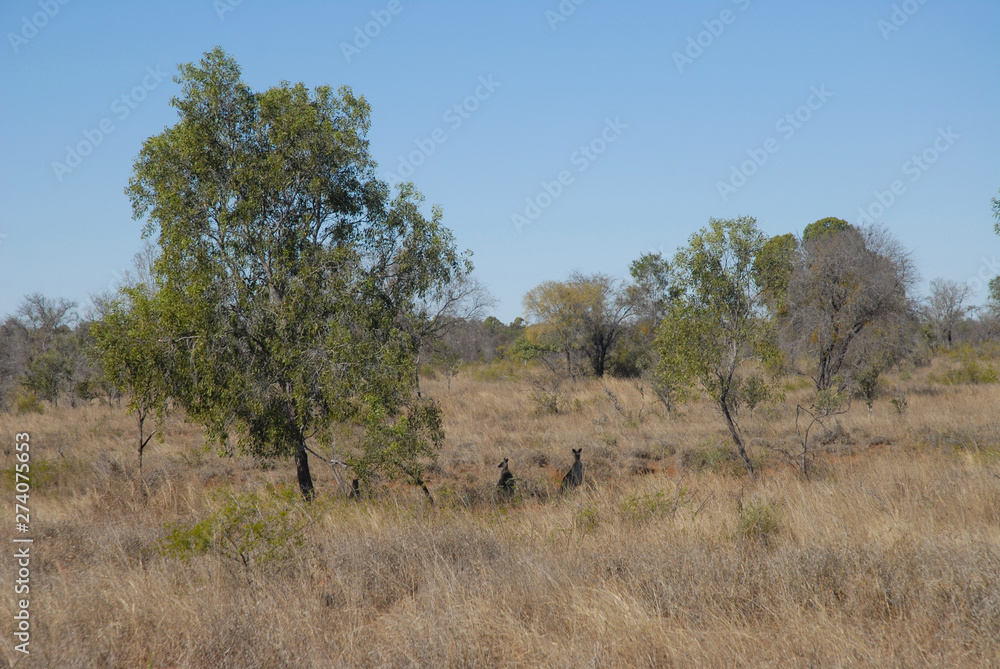 Outback Australia, wild kangaroos resting in the shade of small eucalyptus trees in an arid semi desert landscape of dry grass and stunted trees. near Charters Towers, Queensland, Australia