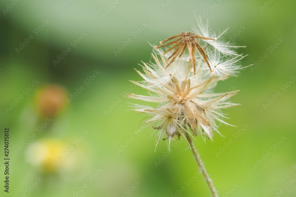 Close-up Coatbuttons (Tridax Procumbens) with green nature blurred background, Ripe fruit with winged achenes for wind-dispersal.