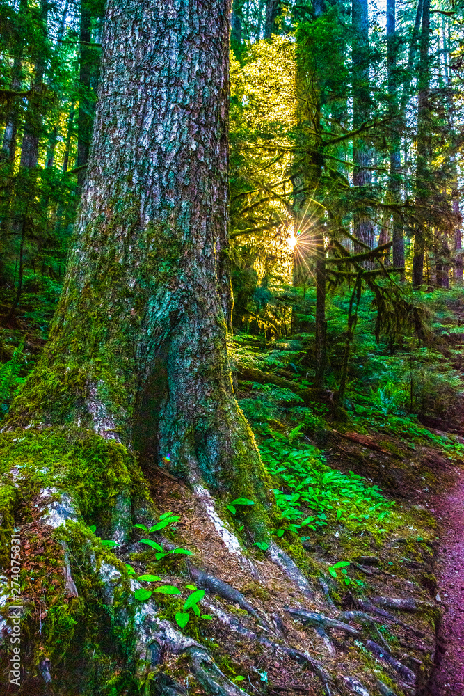 Obraz premium Beautiful Sunset Hike to Marymere Falls in Olympic National Park in Washington