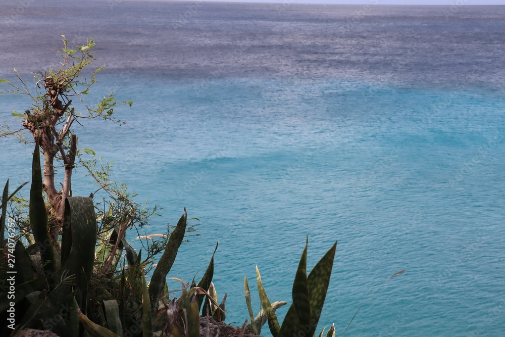 tree in the sea