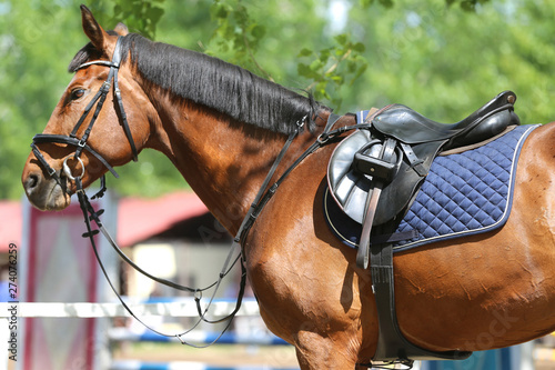 Close up of a port horse during competition under saddle outdoors © acceptfoto