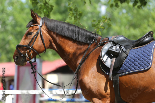 Close up of a port horse during competition under saddle outdoors
