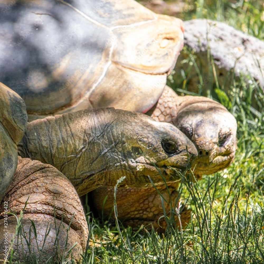 Fototapeta premium turtle on grass