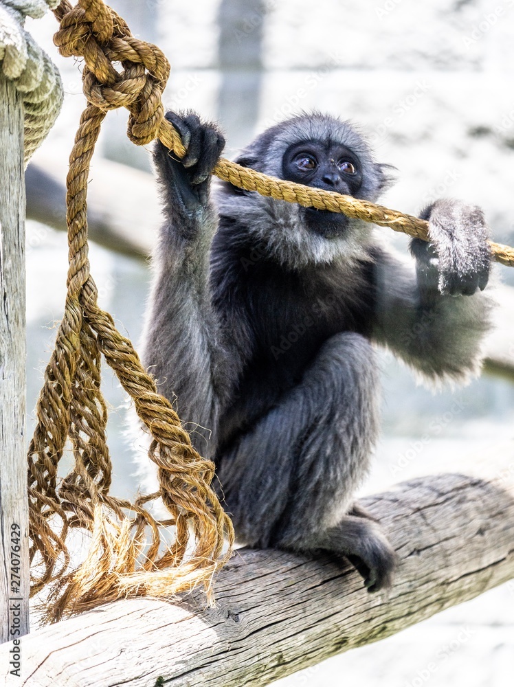 Obraz premium Baby monkey