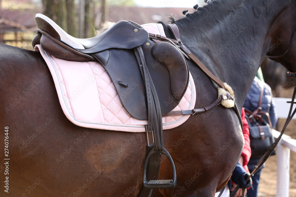 Close up of a port horse during competition under saddle outdoors Close up of a port horse during competition under saddle outdoors