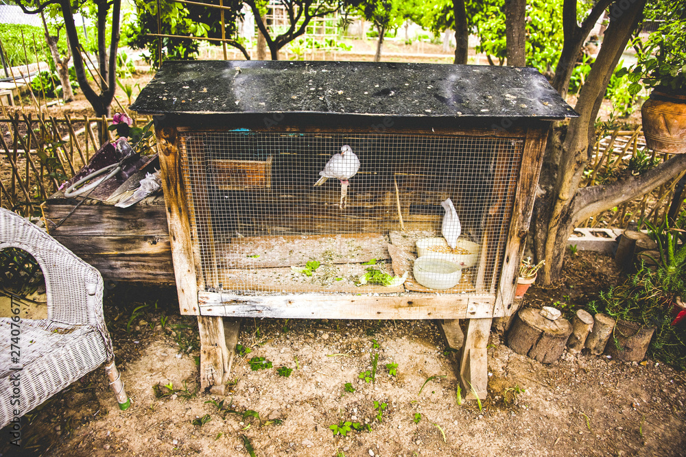 White doves locked in an artisan cage in an orchard. White doves locked in an artisan cage in an orchard.