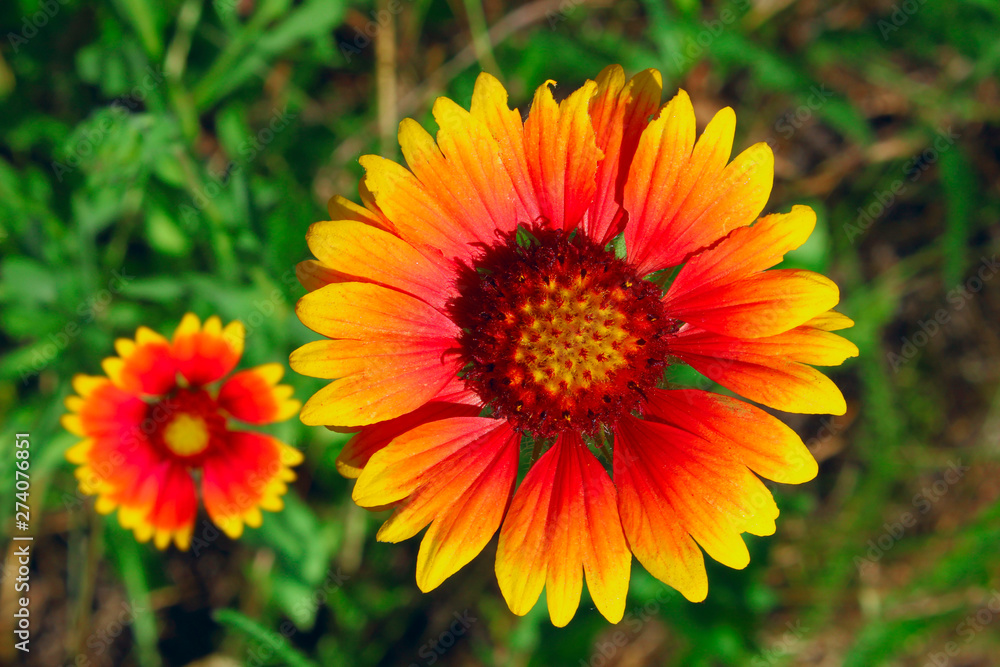 Nature. Fields. Meadow. Cropped Shot Of An Orange Flowers. Beautiful Nature Background. Nature. Fields. Meadow. Cropped Shot Of An Orange Flowers. Beautiful Nature Background.