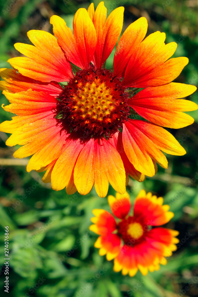 Nature. Fields. Meadow. Cropped Shot Of An Orange Flowers. Beautiful Nature Background. Nature. Fields. Meadow. Cropped Shot Of An Orange Flowers. Beautiful Nature Background.