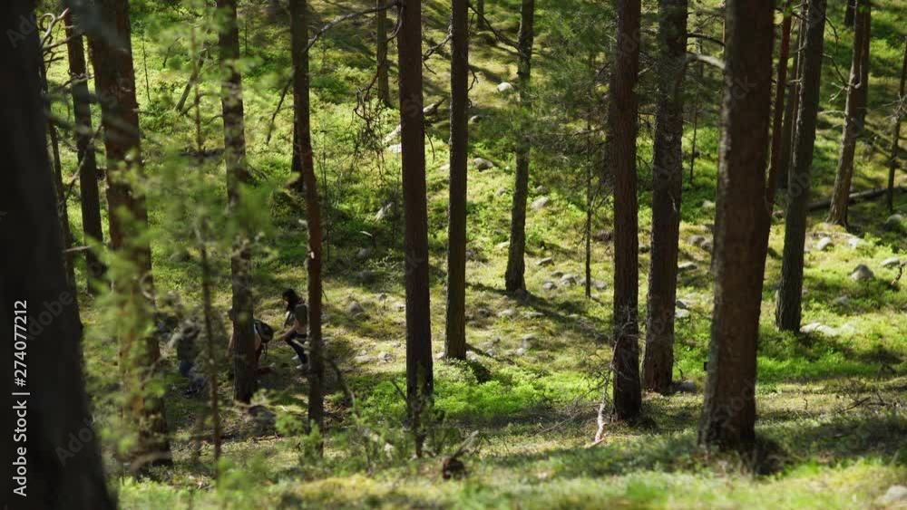 Fade-in high angle view of backpacking young team of four friends walking through forest, lockdown shot Fade-in high angle view of backpacking young team of four friends walking through forest, lockdown shot