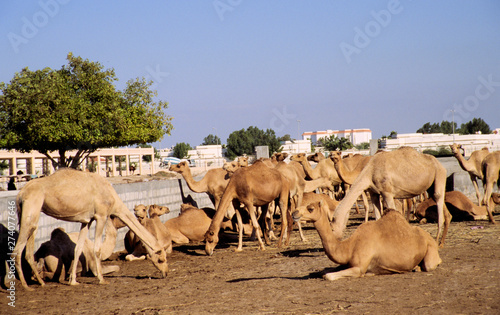 kamele-verkauf in abu dhabi oman