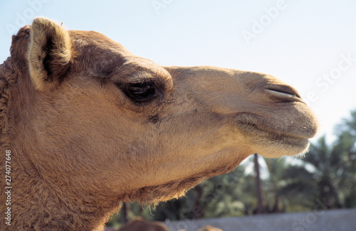 kamele-verkauf in abu dhabi,oman