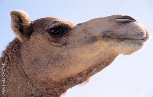 kamele-verkauf in abu dhabi,oman