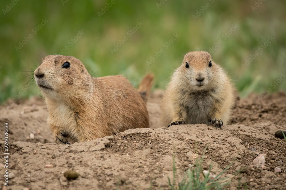 Two Curious Prairie Dogs Near Home Two Curious Prairie Dogs Near Home