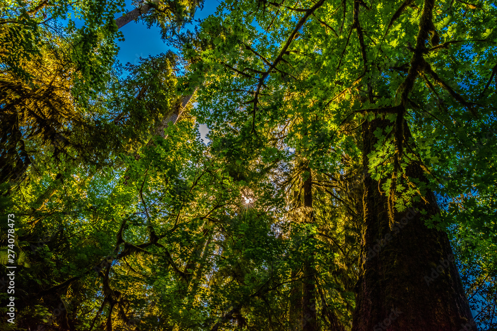 Beautiful Morning Hike Through the Hoh Rainforest in Olympic National Park, Washington Beautiful Morning Hike Through the Hoh Rainforest in Olympic National Park, Washington